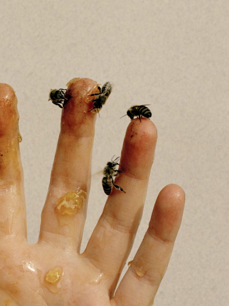 Les abeilles se nourissent de leur miel qui coule sur les mains de Jamie